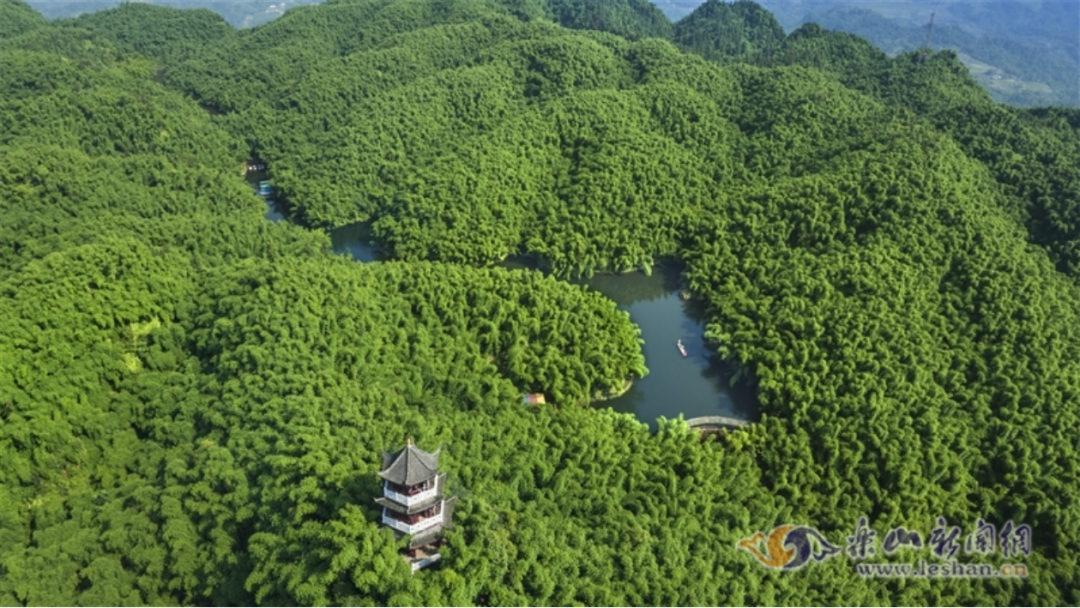 沐川县竹海（孔胜摄）